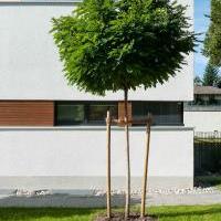 Einfamilienhaus Gräfelfing Garten