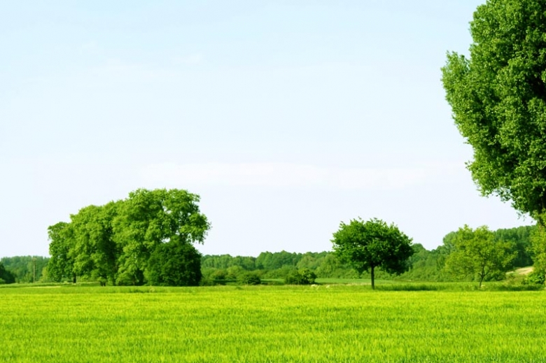 Grün belaubte Bäume auf grüner Wiese